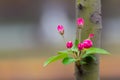 Floret of flowers on a branch in the spring,macro shot