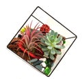 Succulent plants in glass bowl Royalty Free Stock Photo