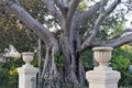 Floriana, Malta, August 2019. A magnificent tree with interesting roots in the botanical garden.