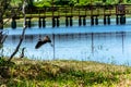 Black birds on a blue lagoon. Royalty Free Stock Photo