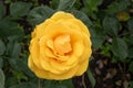 Floribunda border Rosa Friendship Forever, single golden-yellow flower Royalty Free Stock Photo