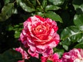 Floribunda garden rose `Abracadabra` - flowers have rich striped blends of light and strong yellows with red and purple stripes Royalty Free Stock Photo