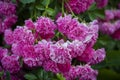 Floribunda garden rose. Delicate pink roses in a full bloom in the garden. Background of lush blooming flowers on the bushes in Royalty Free Stock Photo