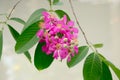 Floribunda Jack, lagerstroemia floribunda; beautiful flowers in summer