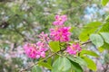 Floribunda Jack, lagerstroemia floribunda; beautiful flowers in summer