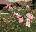 Rose bush floribunda Ã¢â¬â pink - Macea dendrological park - situated in the Arad county - Romania Royalty Free Stock Photo