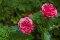 Floribunda red rose flowers with drops of rain in garden. Green plants as background. Closeup Royalty Free Stock Photo