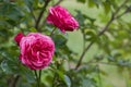 Floribunda red rose flowers with drops of rain in garden. Green plants as background. Closeup