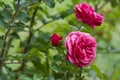 Floribunda red rose flowers with drops of rain in garden. Green plants as background. Closeup Royalty Free Stock Photo