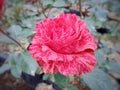 Floribunda Rose blooming in the garden Royalty Free Stock Photo