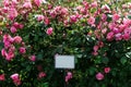 Floribunda rose in the botanical garden. A bush of angel roses in the garden