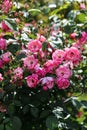 Floribunda rose in the botanical garden. A bush of angel roses in the garden