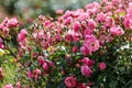 Floribunda rose in the botanical garden. A bush of angel roses in the garden