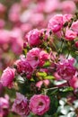 Floribunda rose in the botanical garden. A bush of angel roses in the garden