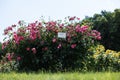 Floribunda rose in the botanical garden. A bush of angel roses in the garden