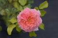 Floribunda rose Concerto 94