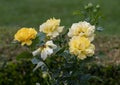 Floribunda rose, Julia Child, at the Fort Worth Botanic Garden, Texas.