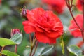 Floribunda Rose Rosa Allotria, orangey-red flower