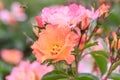Floribunda Rose Rosa Bee Proud, pink-yellow flower