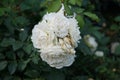 Floribunda rose, Rosa \'Kosmos\', blooms with creamy white flowers in July in the park. Berlin, Germany