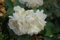 Floribunda rose, Rosa \'Kosmos\', blooms with creamy white flowers in July in the park. Berlin, Germany