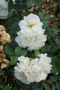 Floribunda rose, Rosa \'Kosmos\', blooms with creamy white flowers in July in the park. Berlin, Germany