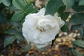 Floribunda rose, Rosa \'Kosmos\', blooms with creamy white flowers in July in the park. Berlin, Germany