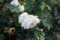 Floribunda rose, Rosa \'Kosmos\', blooms with creamy white flowers in July in the park. Berlin, Germany