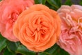 Floribunda rose Rosa Mango, orange-pink double flowers