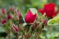 Floribunda rose Rosa Taranga, budding burgundy red flowers