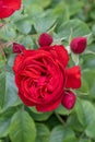 Floribunda rose Rosa Taranga, burgundy red flower