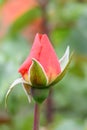 Floribunda rose Rosa Theodor Fontane, an orange bud