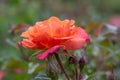 Floribunda Rose Rosa Toby, a pinkish-orange flower