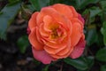 Floribunda Rose Rosa Toby, pinkish-orange flower