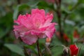 Floribunda Rose Rosa Toby, pinkish-orange flower
