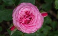 Floribunda Rose Rosa Xenia, pink double flower