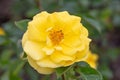 Floribunda Rose Rosa Yellow Tombola, double yellow flower in close-up