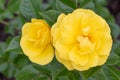 Floribunda Rose Rosa Yellow Tombola, double yellow flowers in close-up