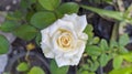 White Floribunda Roses is a modern group of garden roses 1