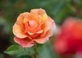 Floribunda shrub rose Rosa Lambada, coral-orange flower Royalty Free Stock Photo