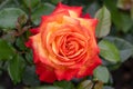 Floribunda Tea hybrid rose Rosa Meteor, orange-yellow double flower