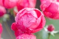 Floribundas rose Royalty Free Stock Photo