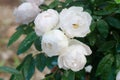 Floribundas rose Royalty Free Stock Photo