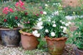 Floribundas rose in pot Royalty Free Stock Photo
