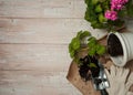 A border of pelargonium with pink flowers, a pot, expanded clay, work gloves and a scoop of earth on a light wooden background.