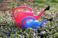 Floriculture concept. flowers, pink and blue watering can. Spring flowers. Spring garden work. Planting and watering Royalty Free Stock Photo