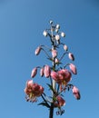 Florid lily (Lilium martagon), the family Liliacea