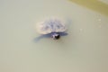 Florid tortoise turtle