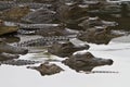 Florida aligator congregation