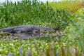 Florida Aligator Sleeping
